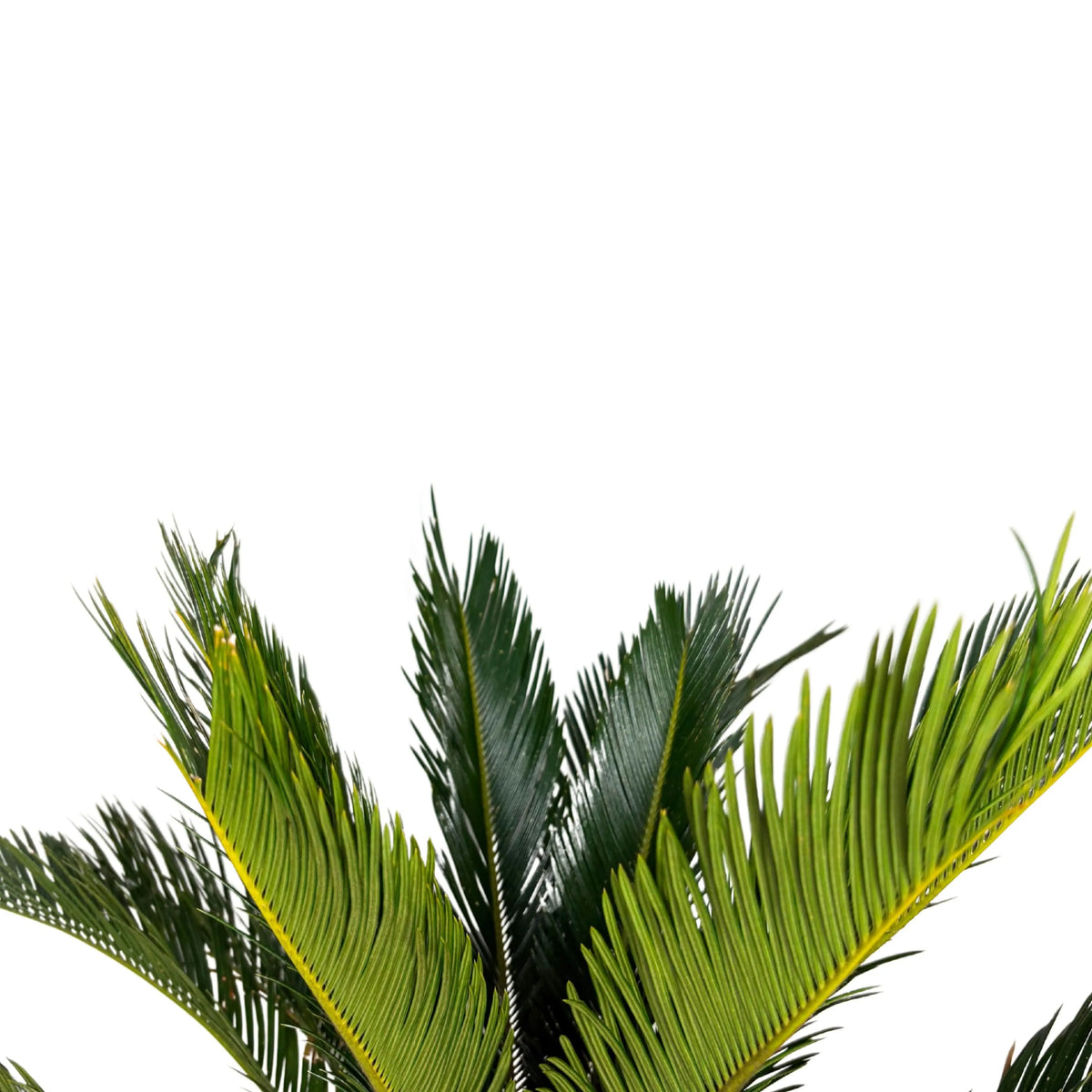 Cycas Revoluta