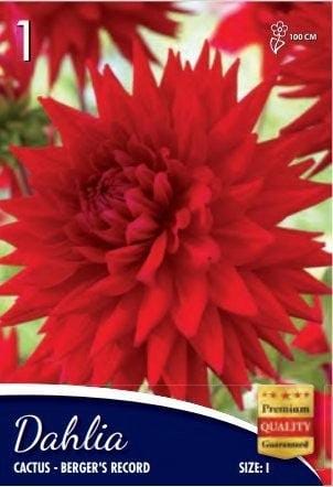 Dalia Cactus Bergers Record - 1 Bulbo