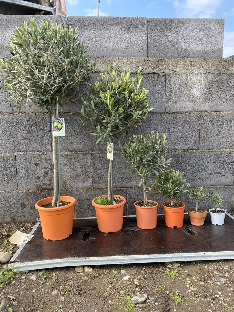 Olea Europea CERTIFICATA T15 mini-alberello olivo ulivo