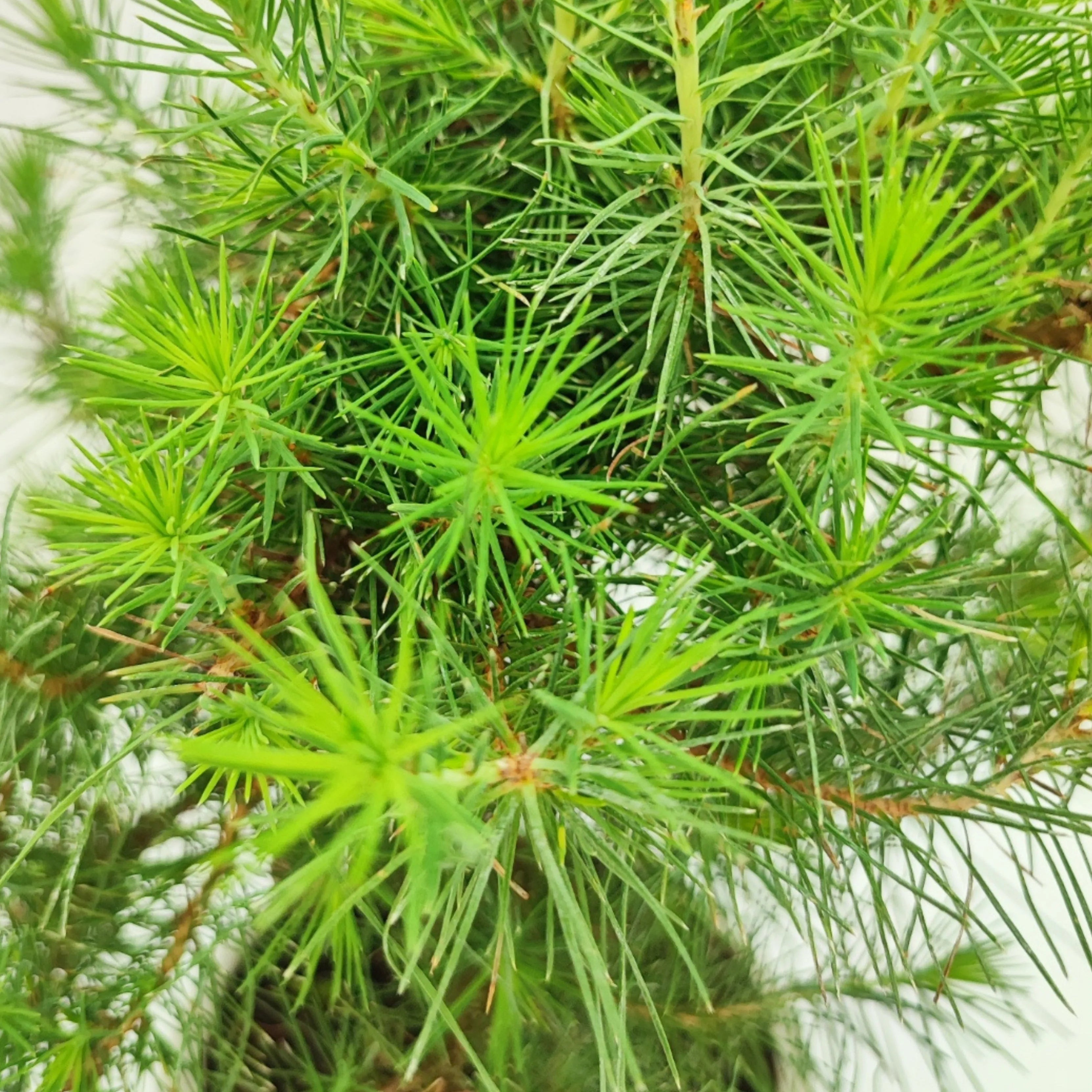 Bonsai Pinus Halepensis 9 Anni - Collezione Premium