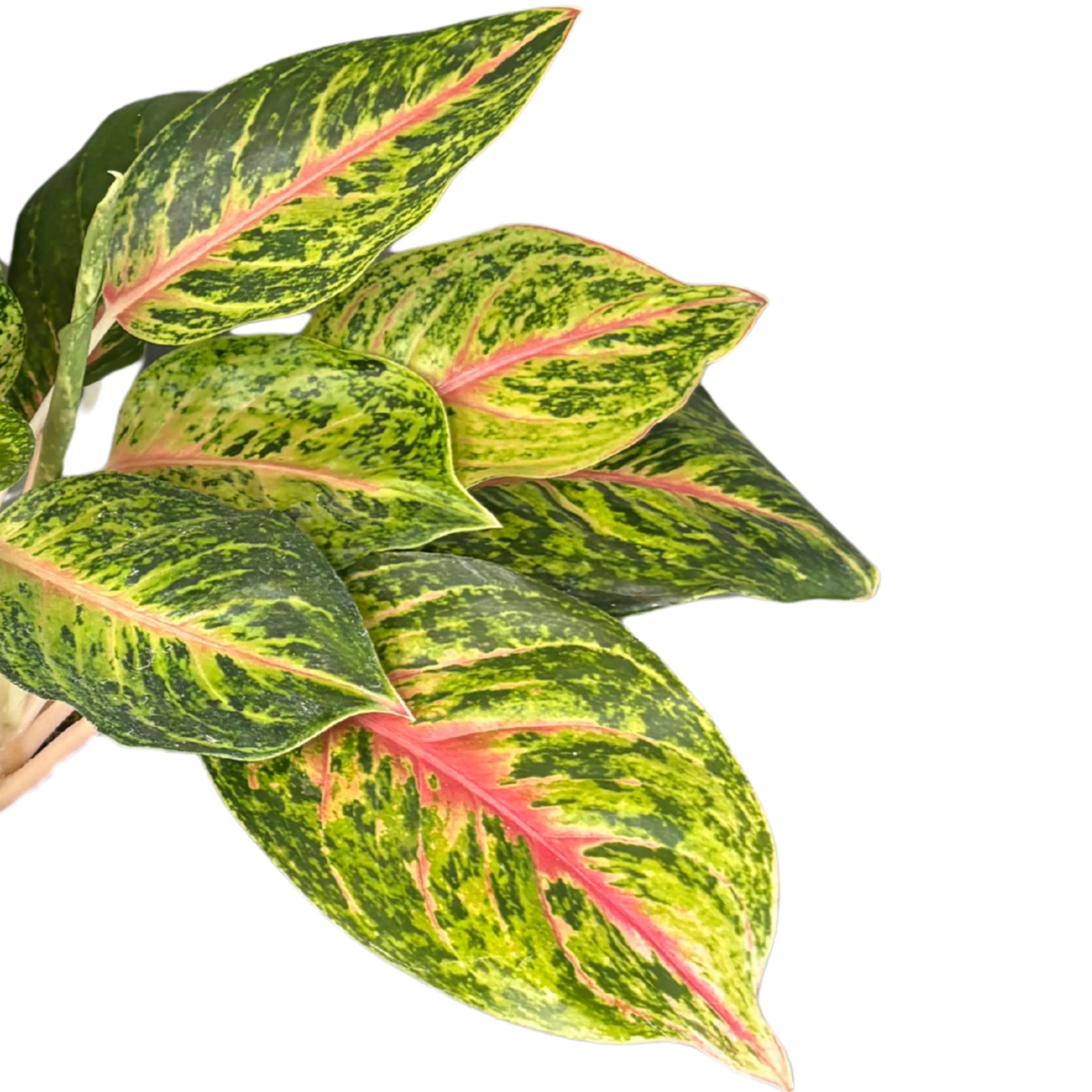 Aglaonema 10 Karat