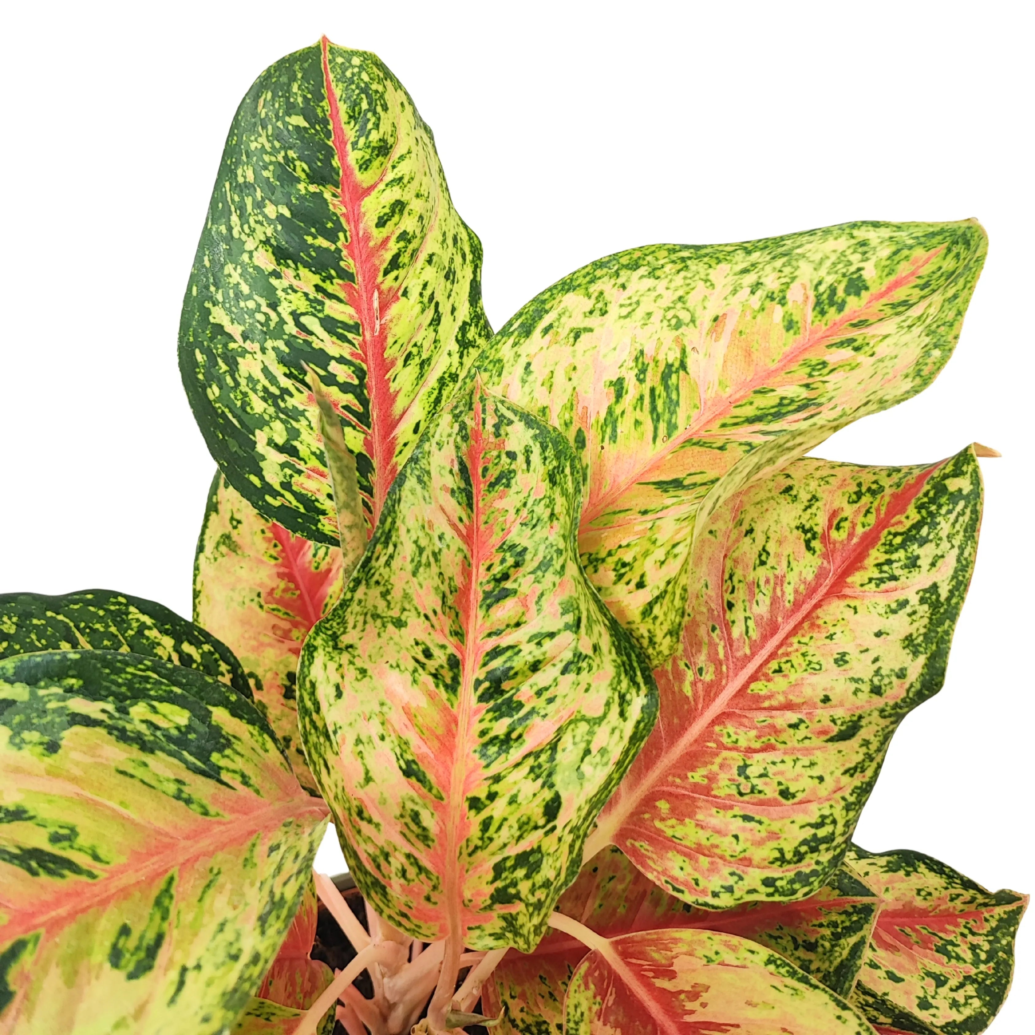 Aglaonema Maha Lab