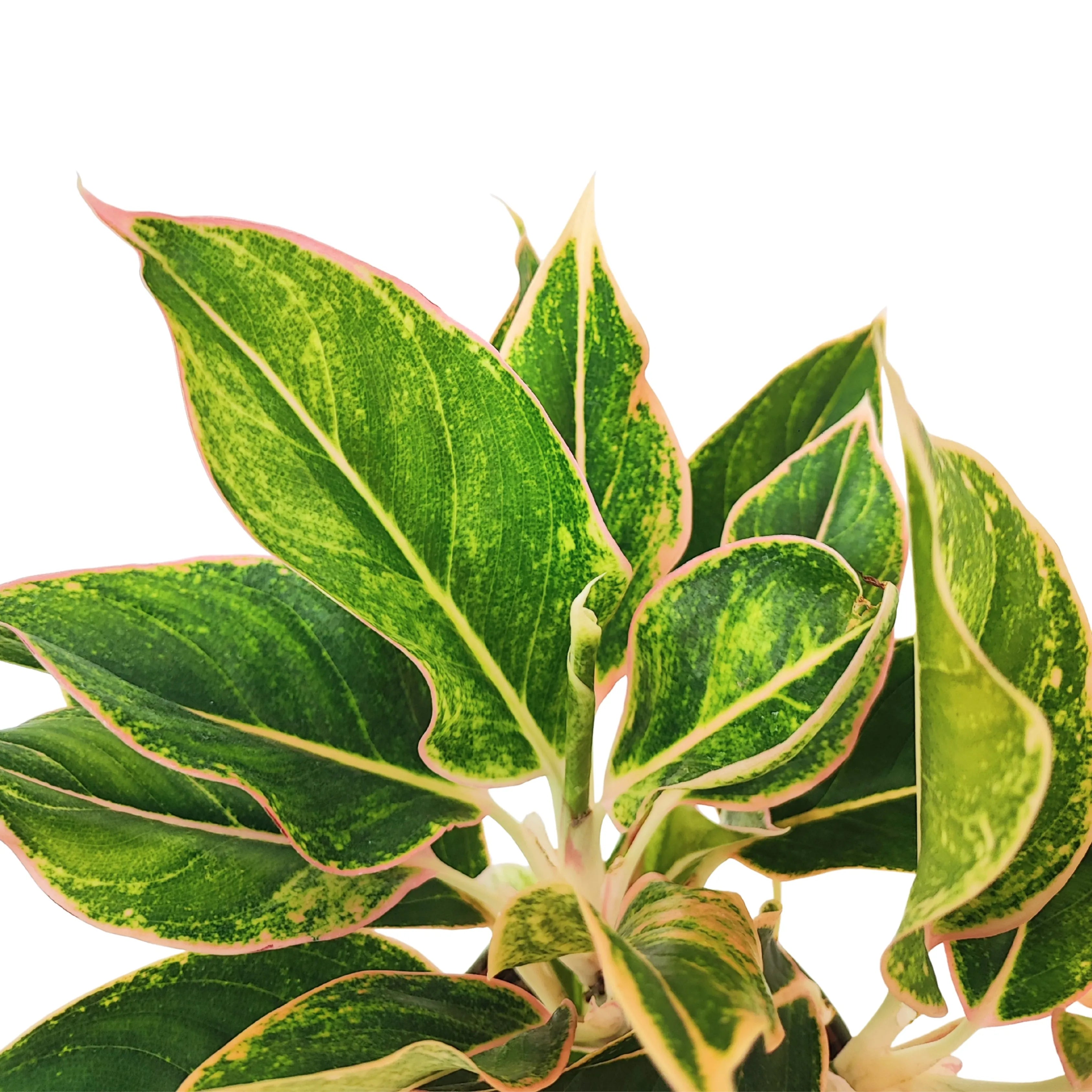 Aglaonema Pink Orink