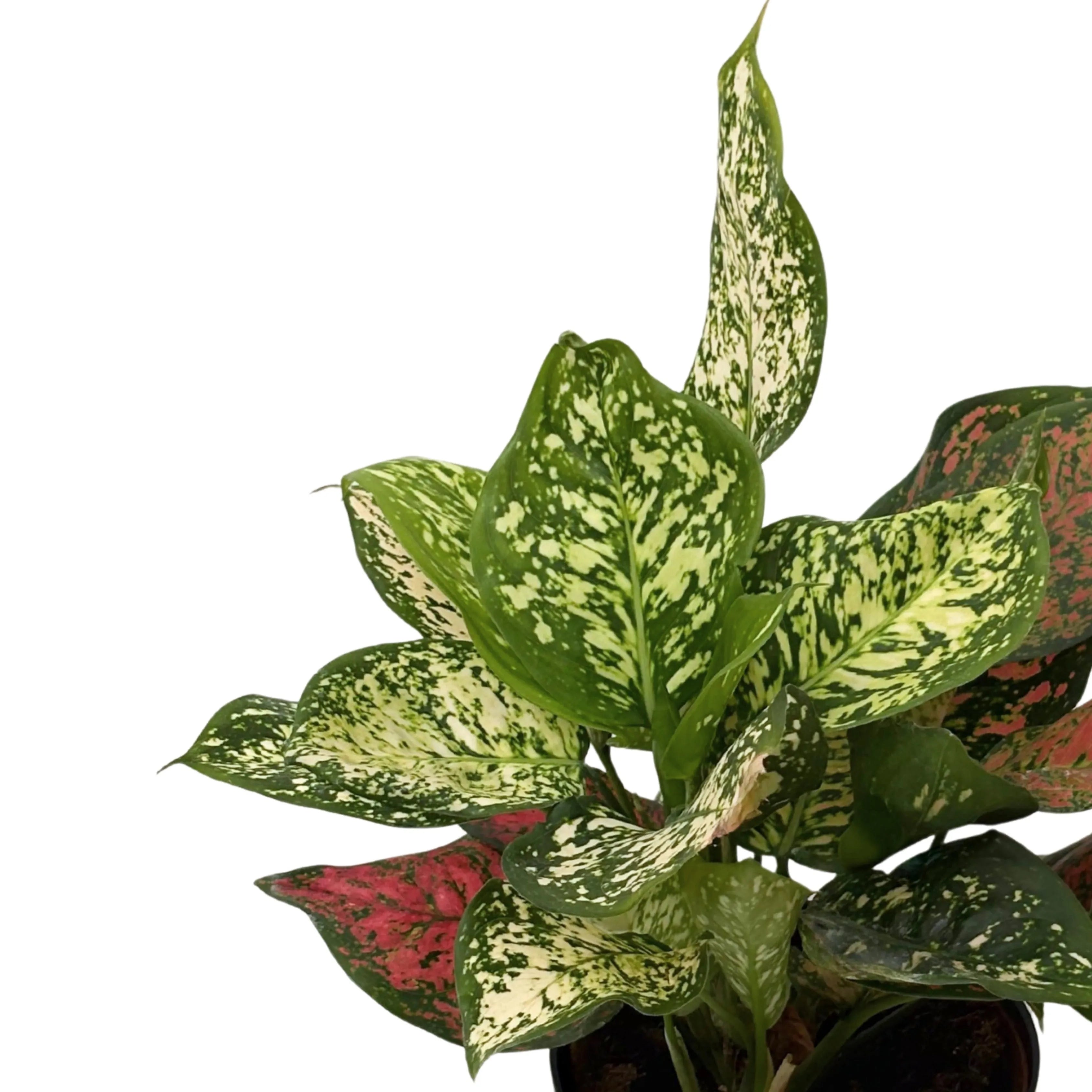 Aglaonema Red Uniame