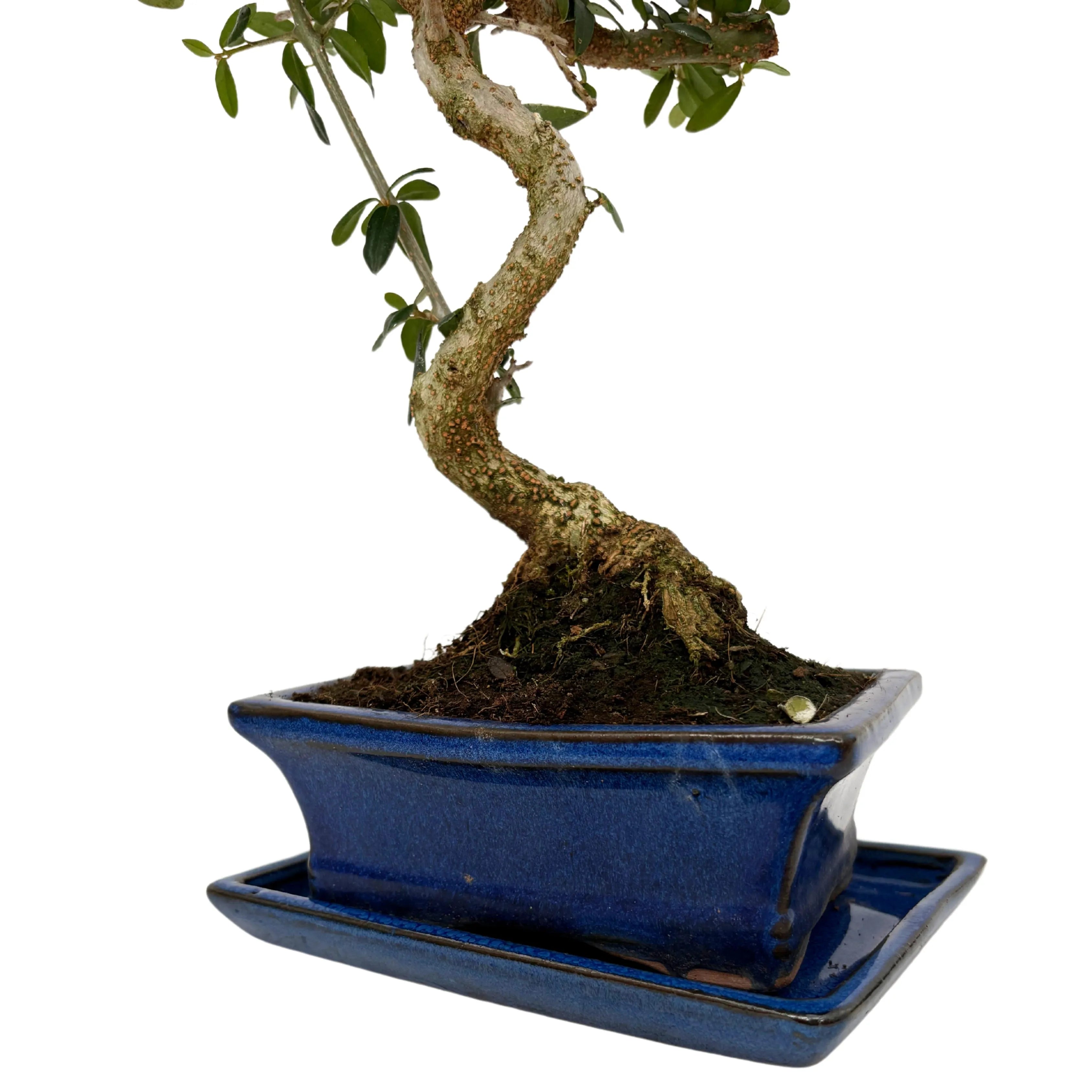 Bonsai Olea Europaea Sylvestris 7 Anni - Collezione Premium