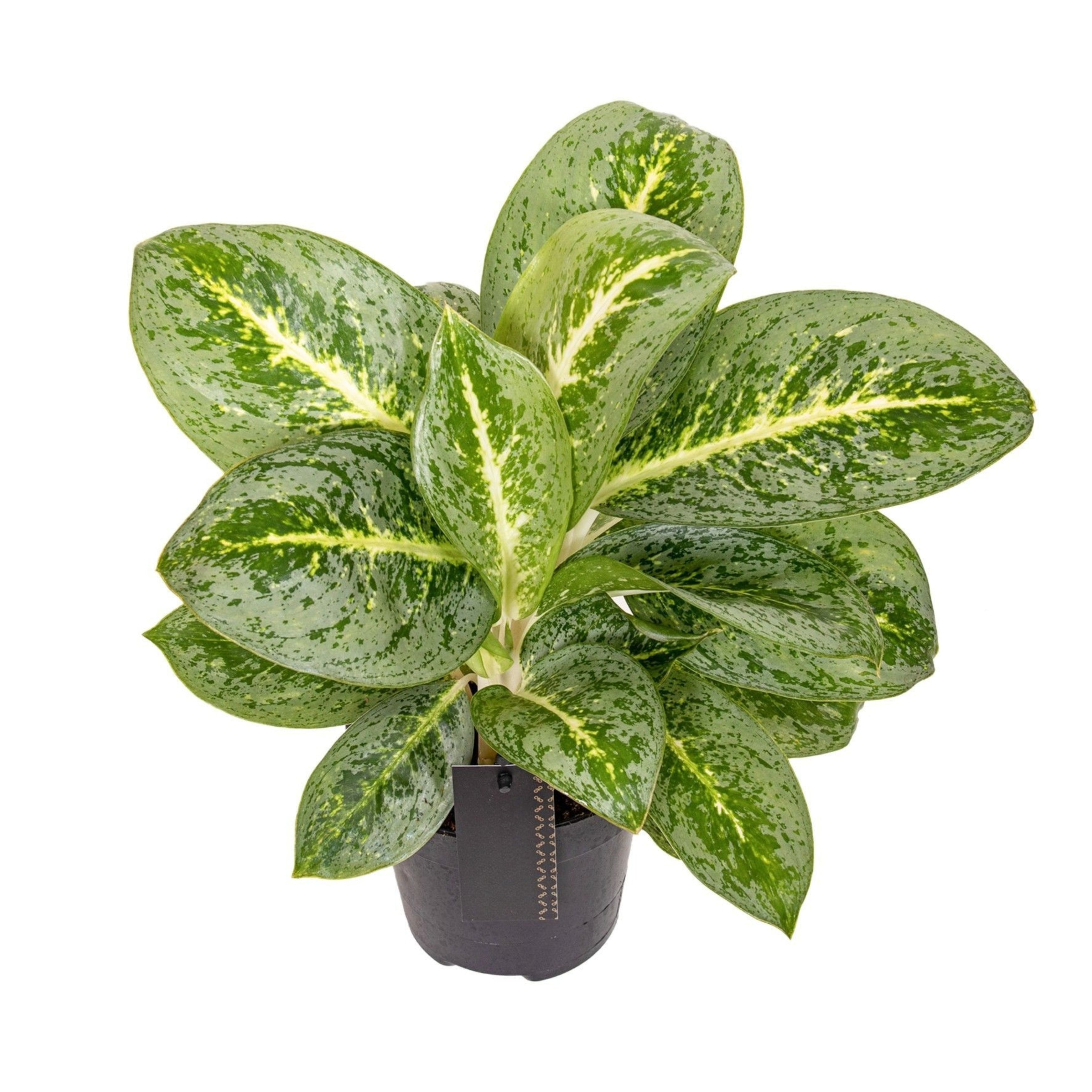 Aglaonema Lemon Mint