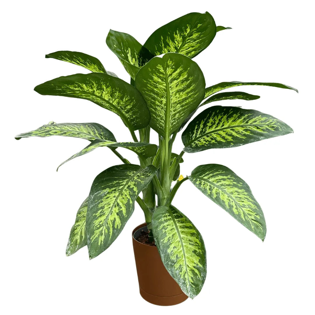 Dieffenbachia Tropic Snow D.21 cm