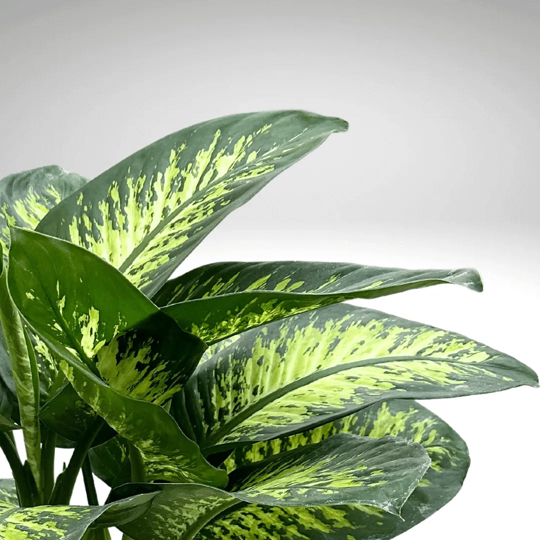 Dieffenbachia Tropic Snow D.21 cm