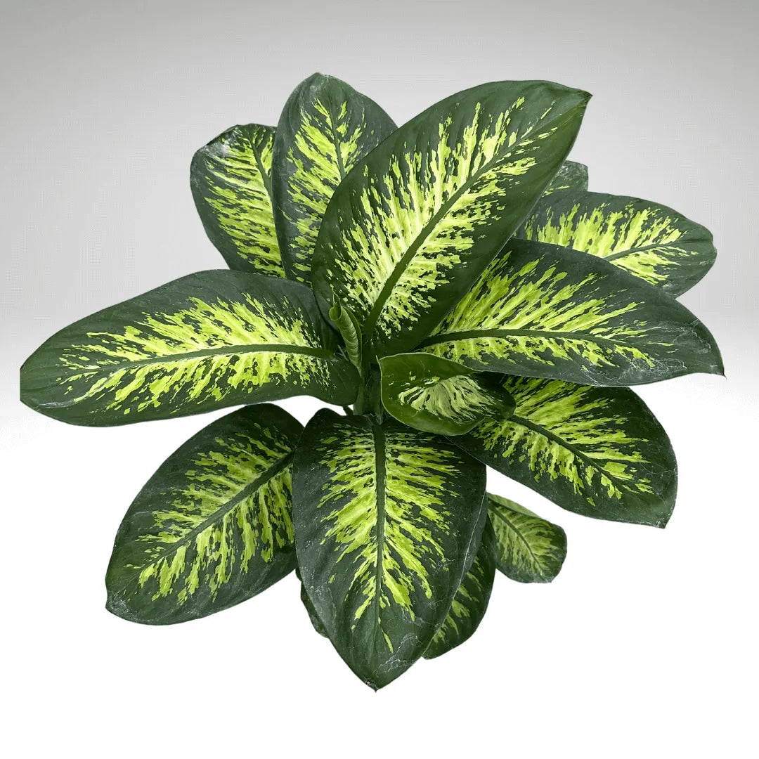Dieffenbachia Tropic Snow D.21 cm