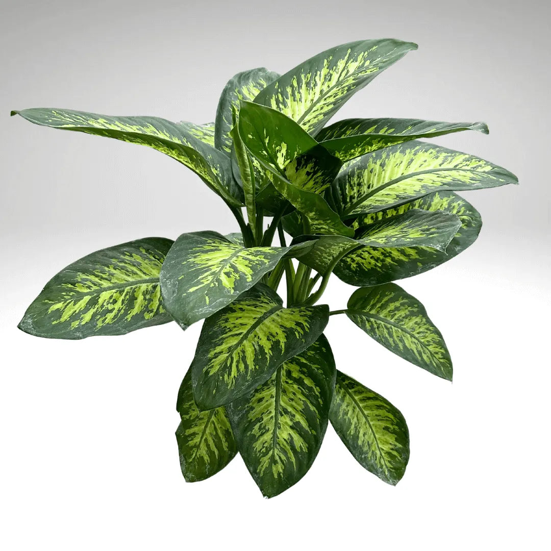 Dieffenbachia Tropic Snow D.21 cm
