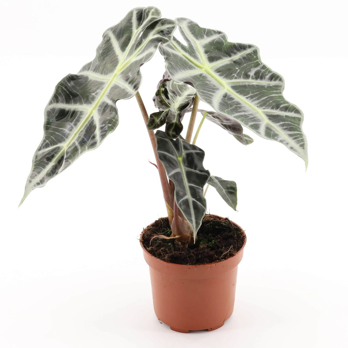 Alocasia Polly altezza D.12 H.30 cm