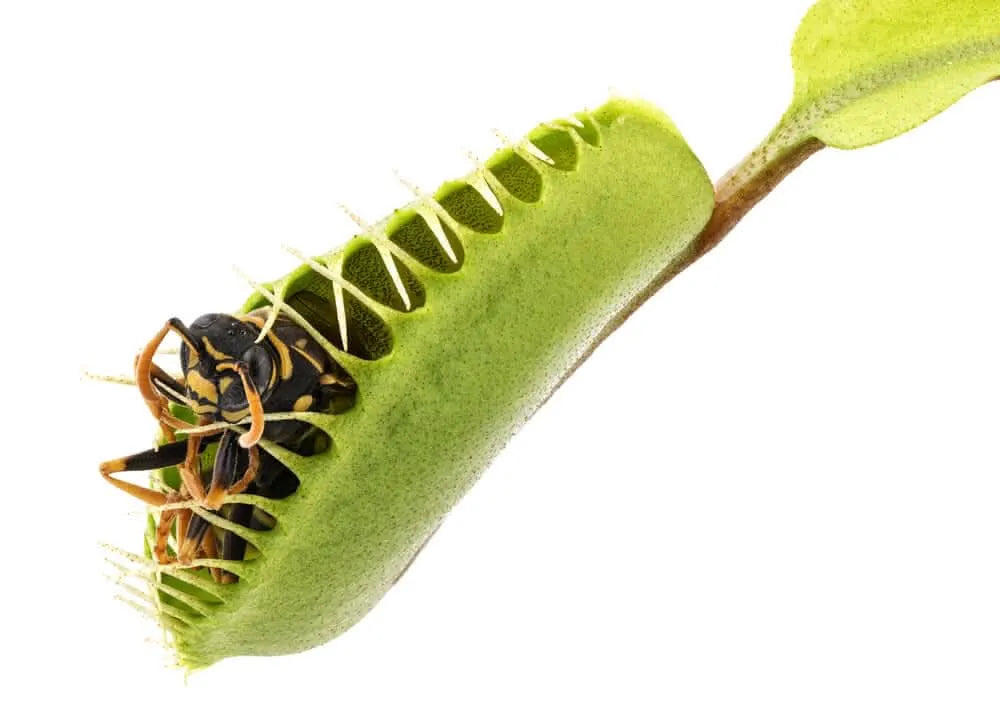 Dionaea Muscipula pianta carnivora