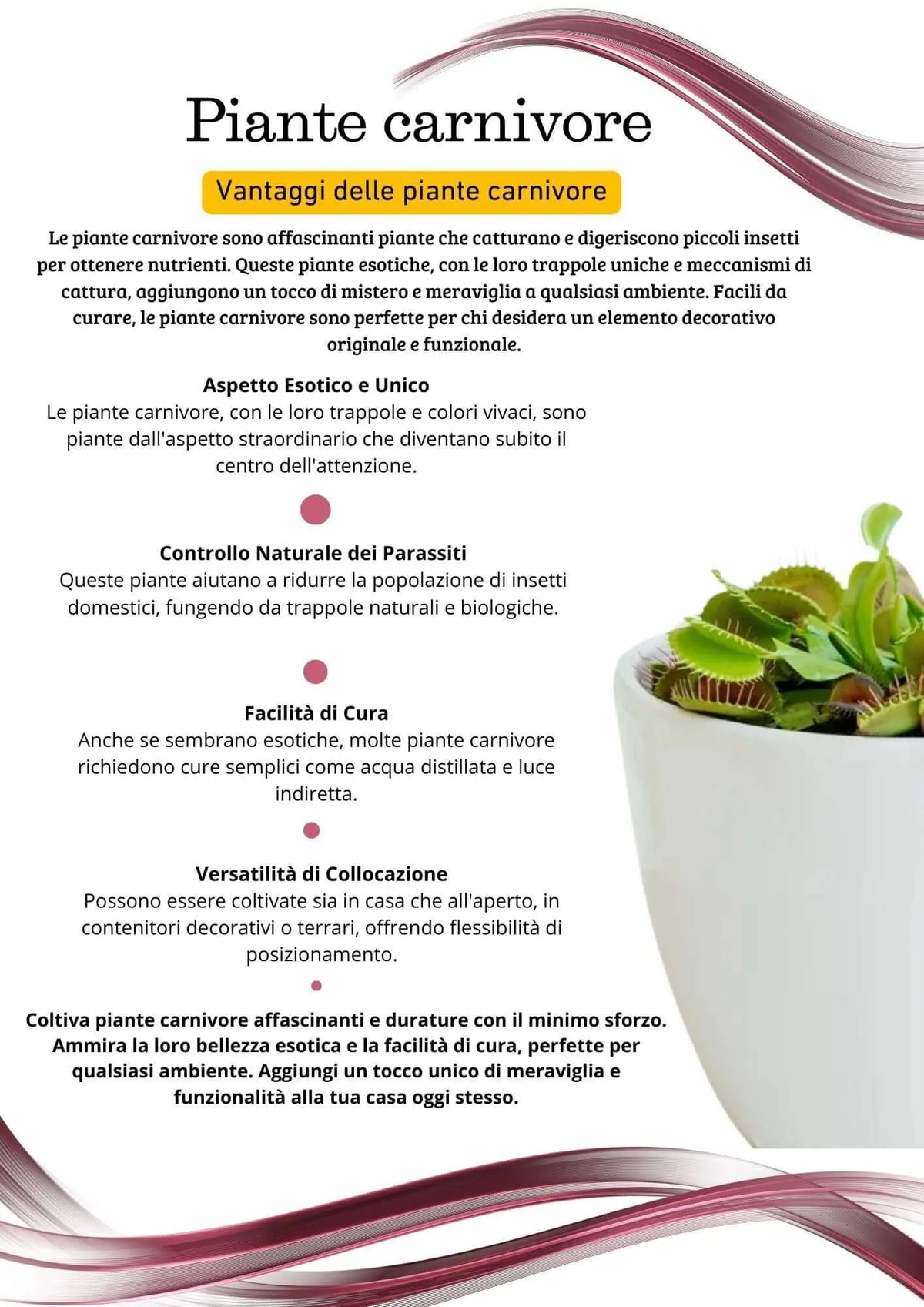 Dionaea Muscipula pianta carnivora