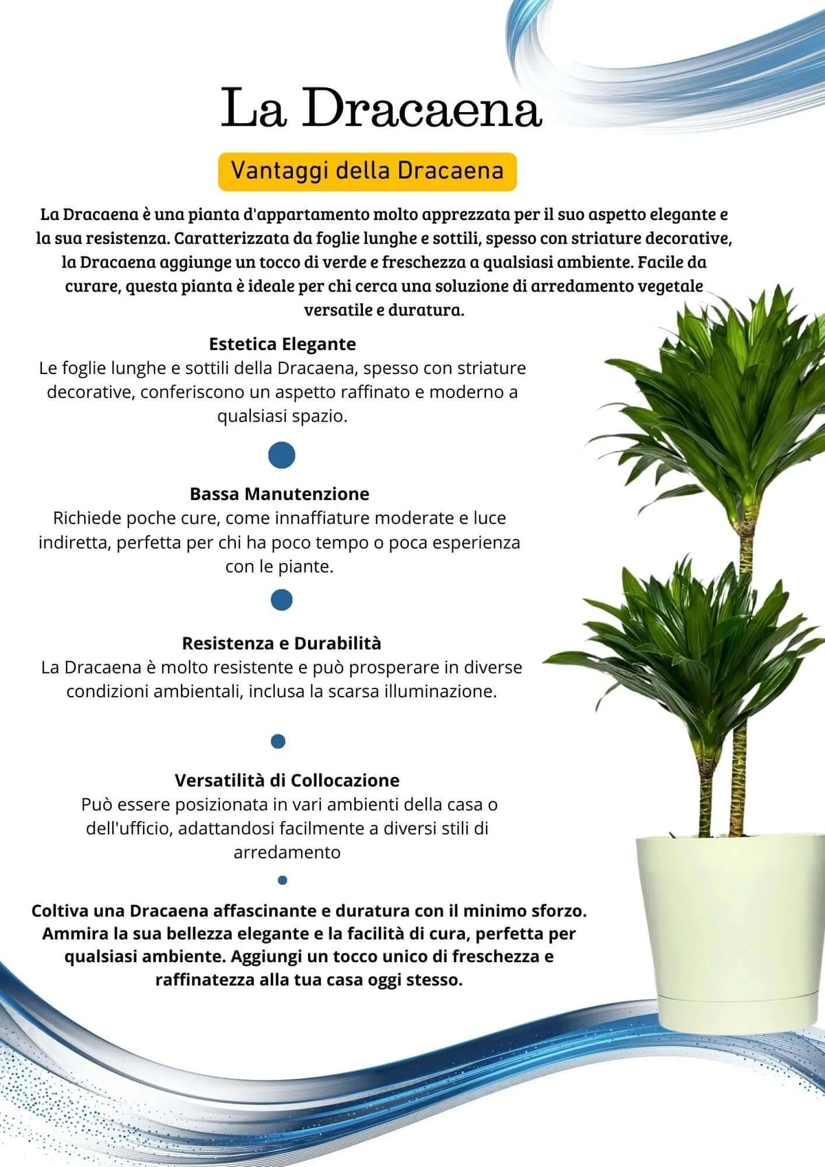 Dracaena Compacta a Due Tronchi  Altezza Pianta 100 cm