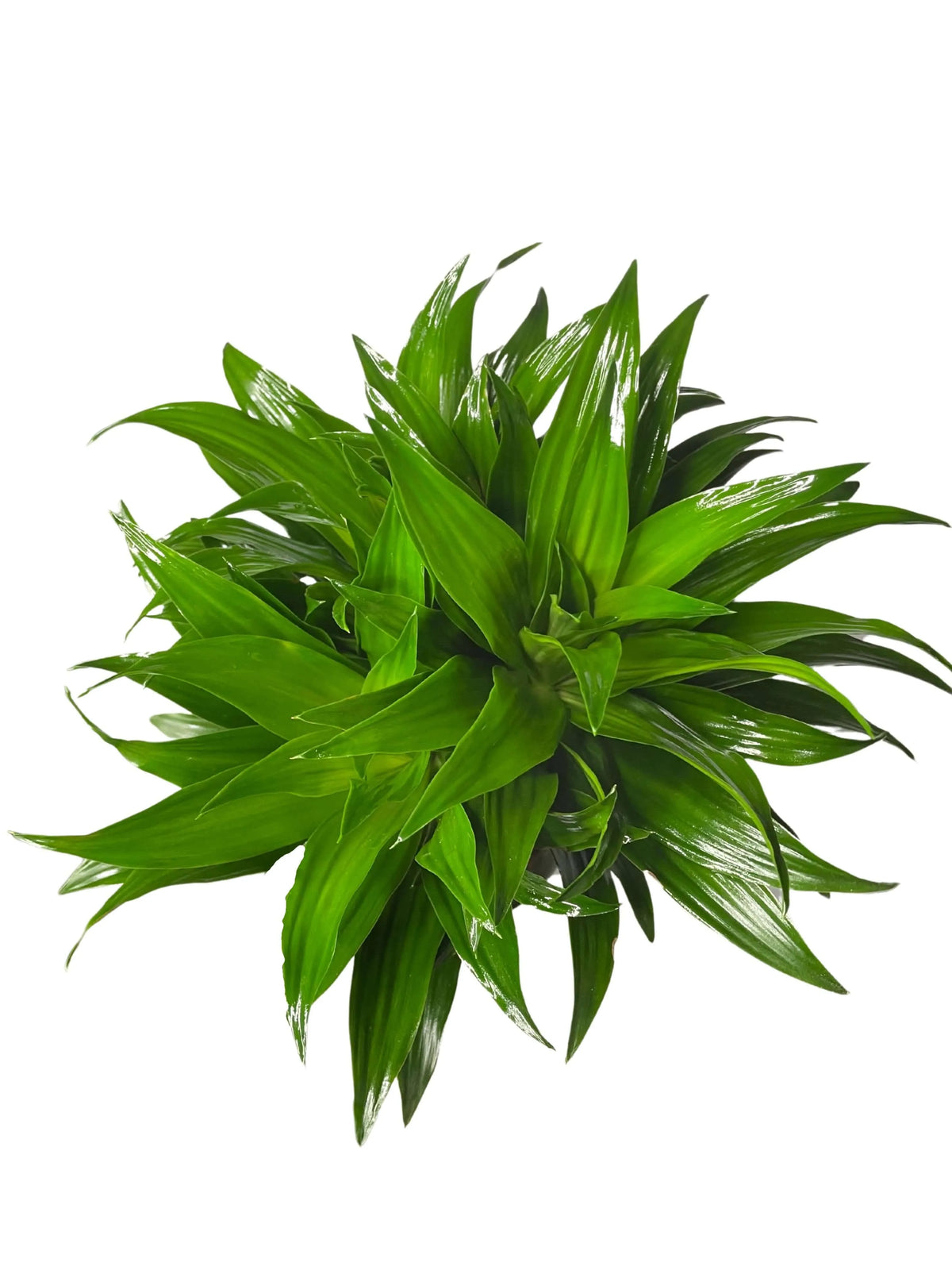 Dracaena Compacta a Due Tronchi  Altezza Pianta 100 cm