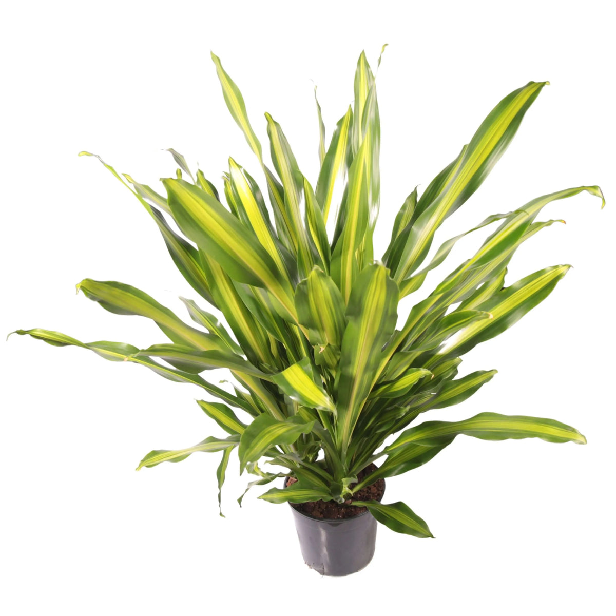 DRACAENA Fragrans Burley V.27