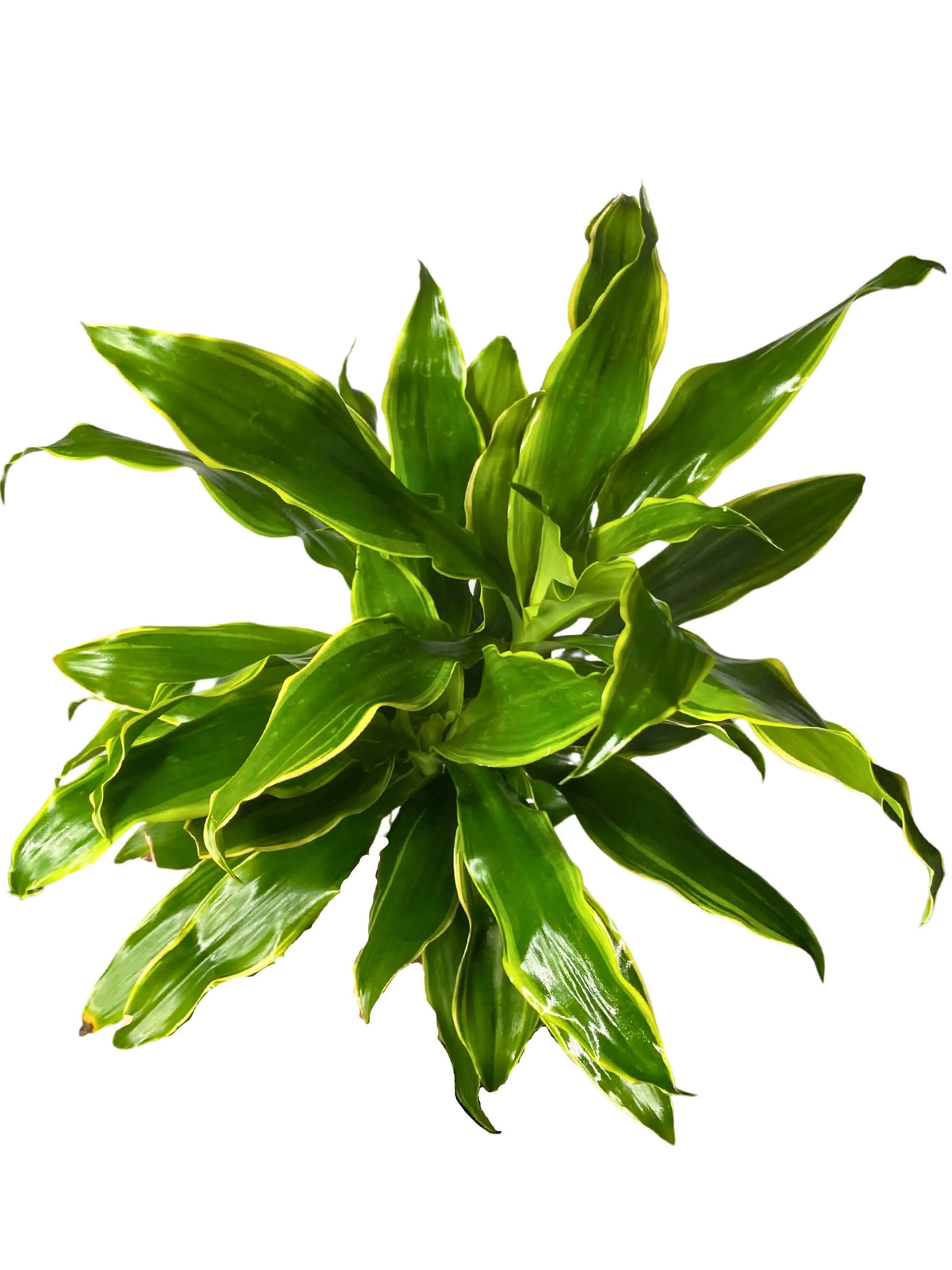 Dracaena Golden Coast