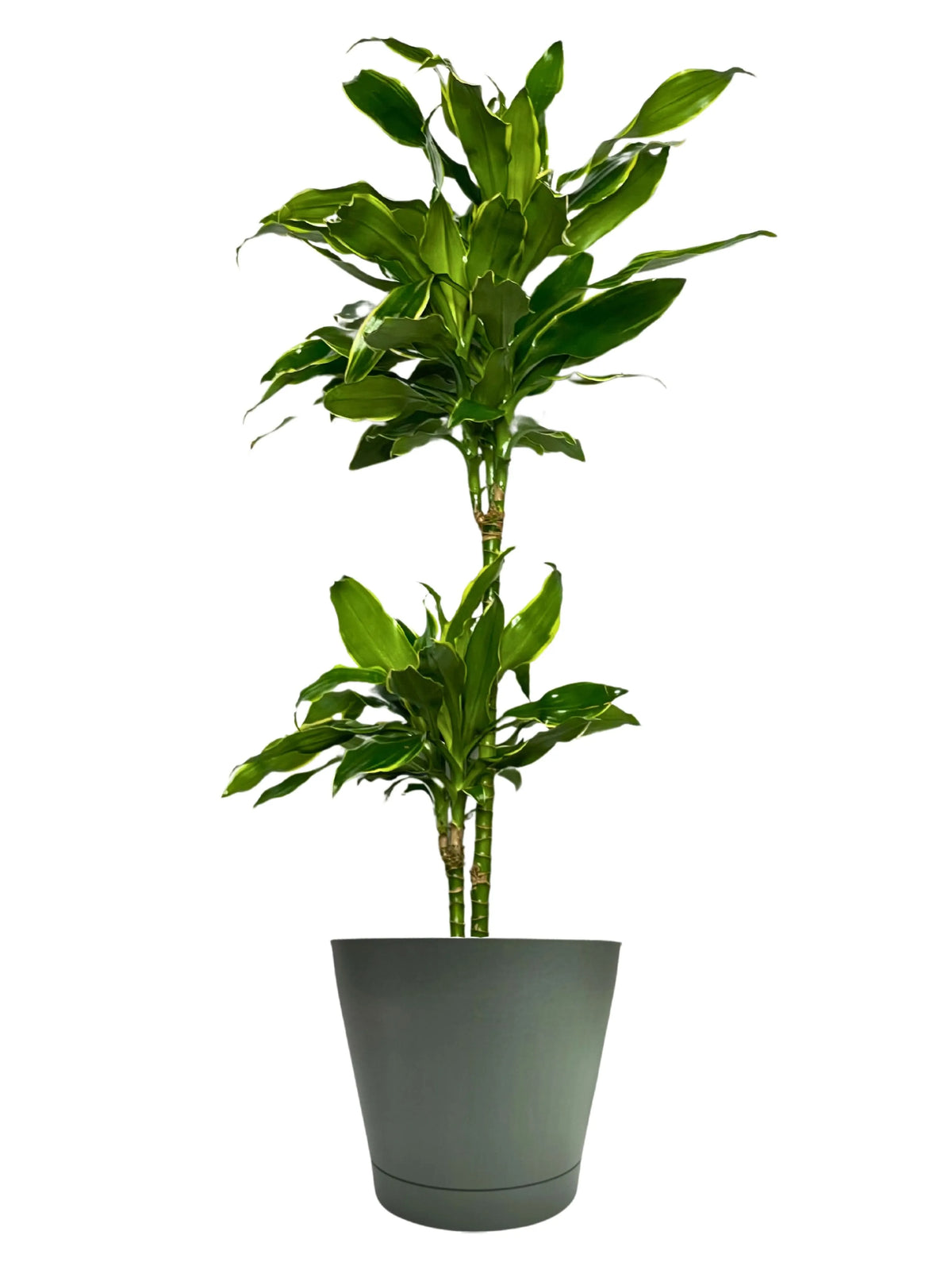 Dracaena Golden Coast