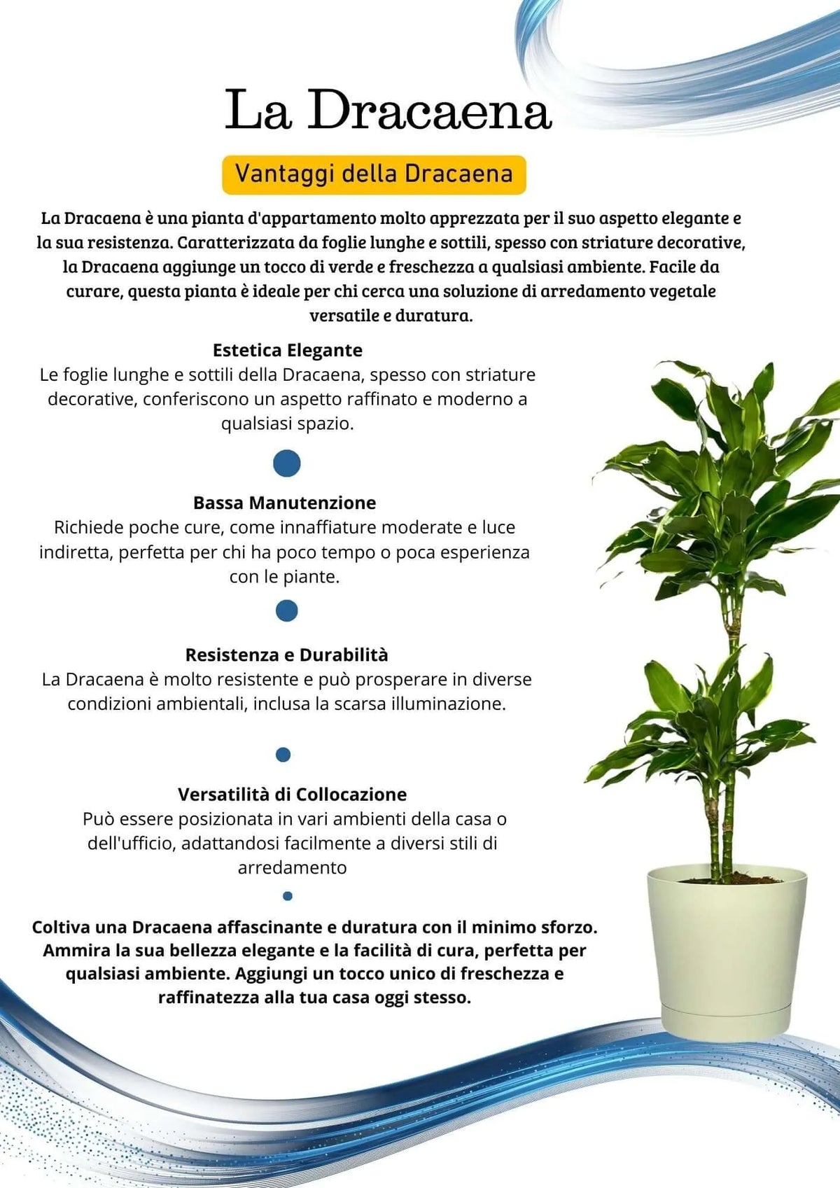 Dracaena Golden Coast