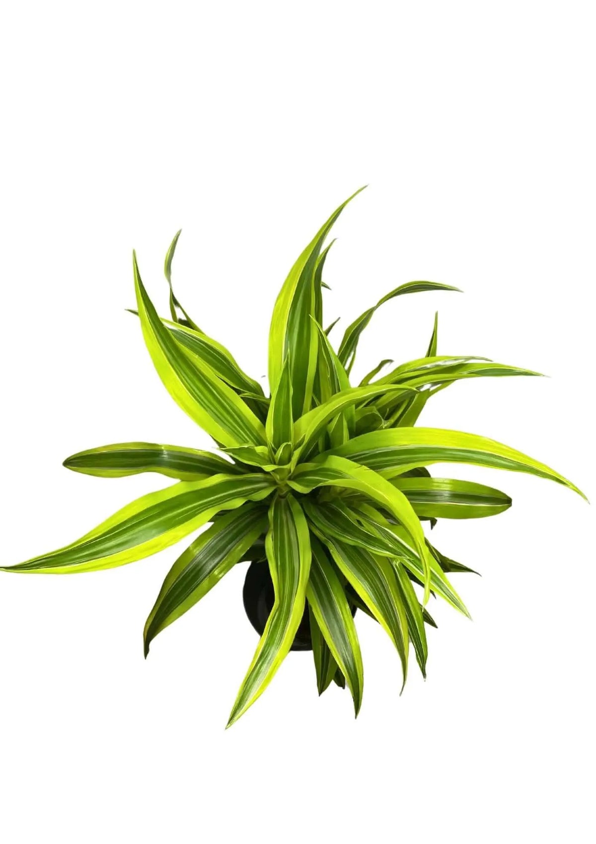 Dracaena Lemon Lime