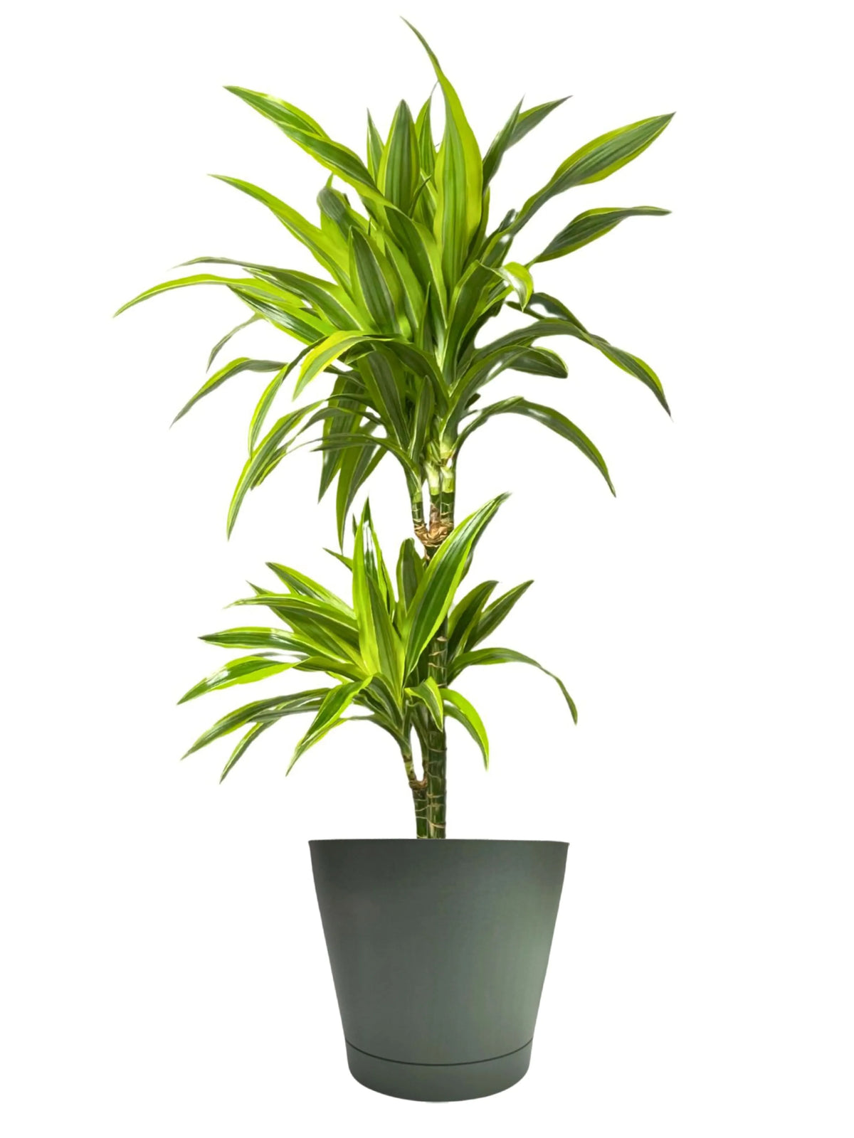 Dracaena Lemon Lime
