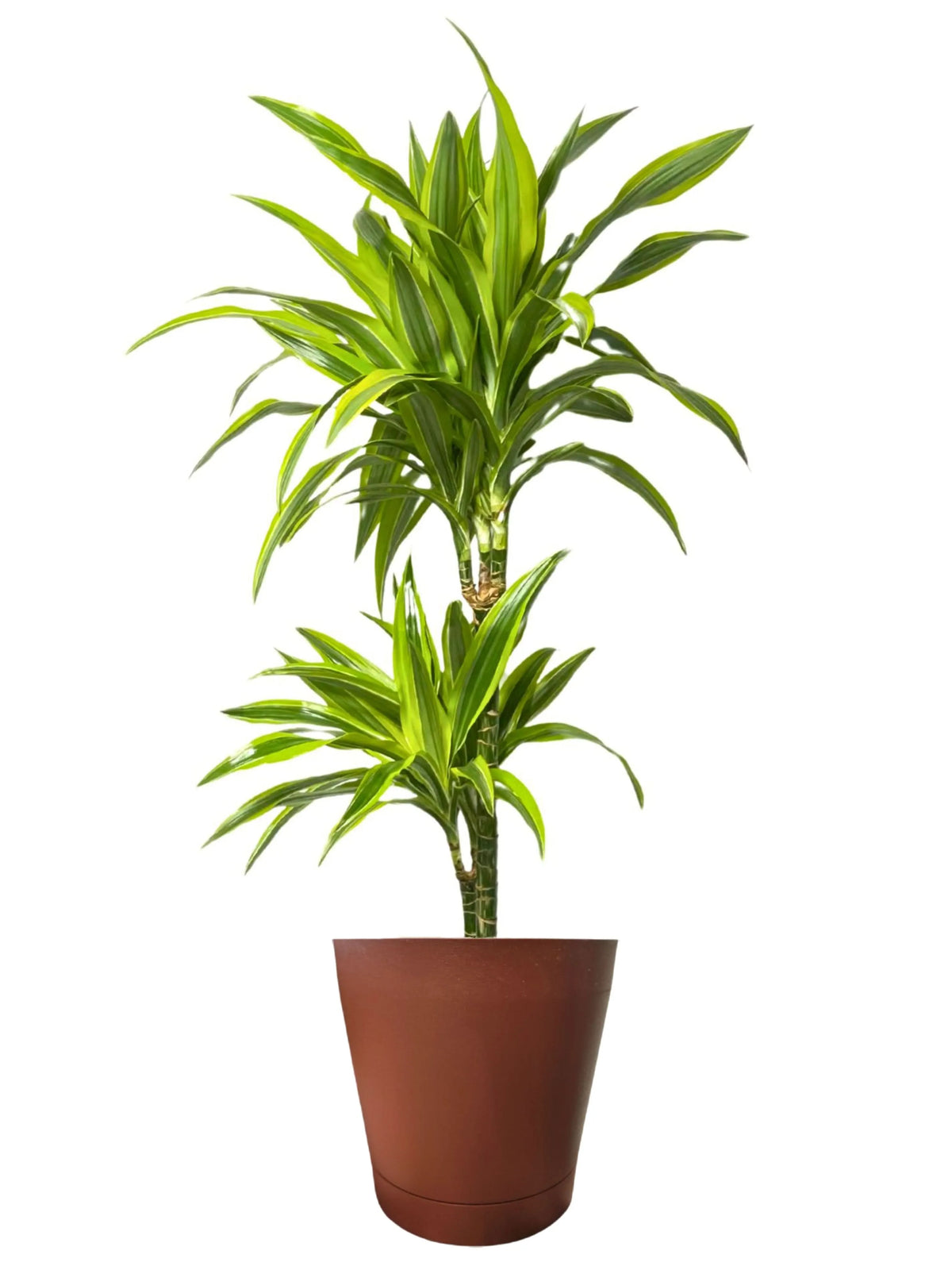 Dracaena Lemon Lime