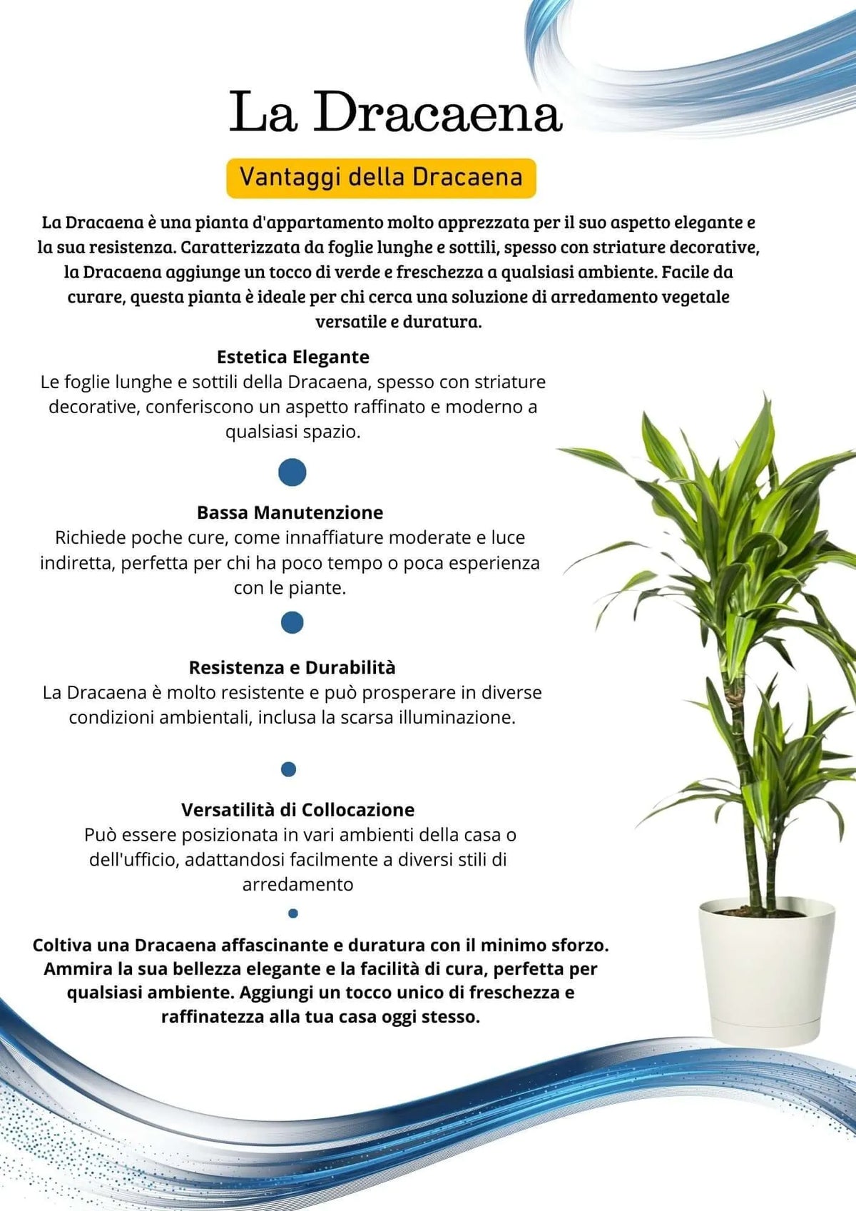 Dracaena Lemon Lime