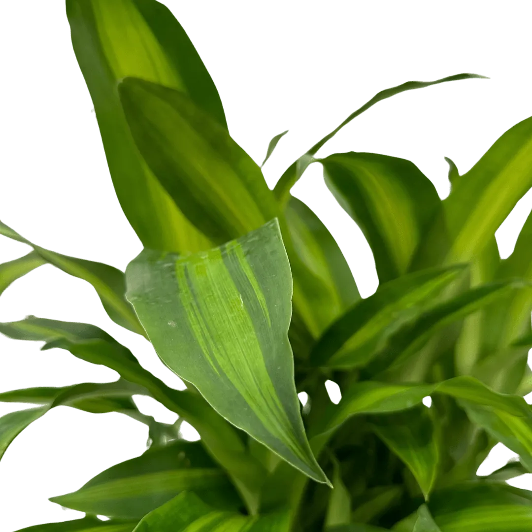 Dracaena Massangeana
