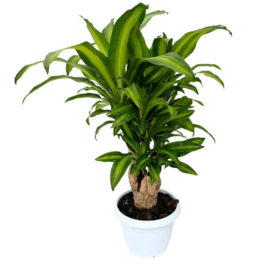 Dracaena Massangeana