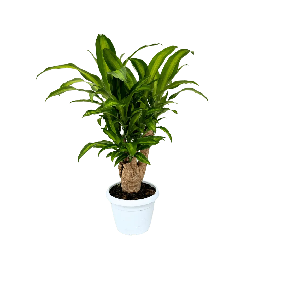 Dracaena Massangeana