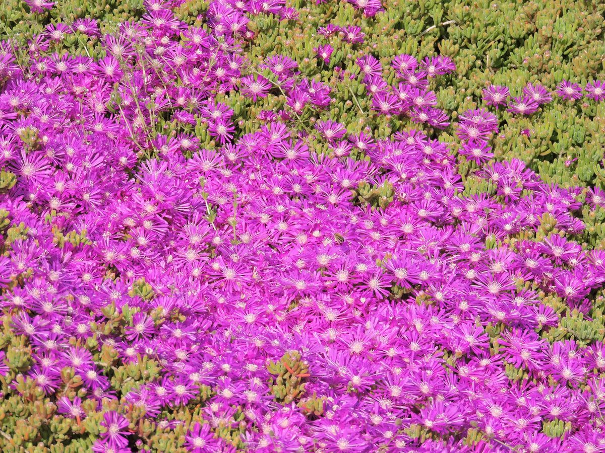 Drosanthemum (Barba Di Giove)
