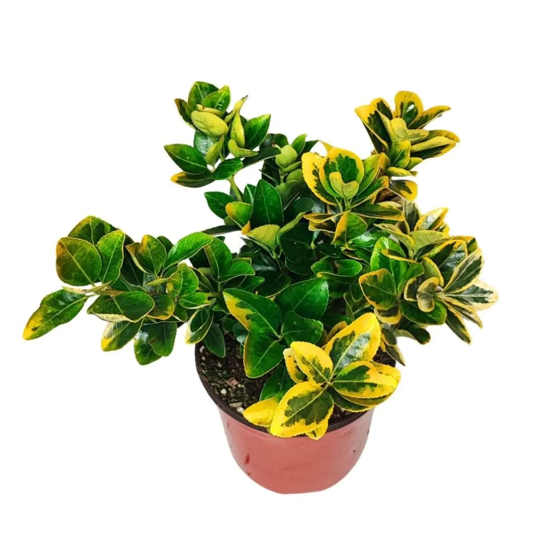 Euonymus Aurea