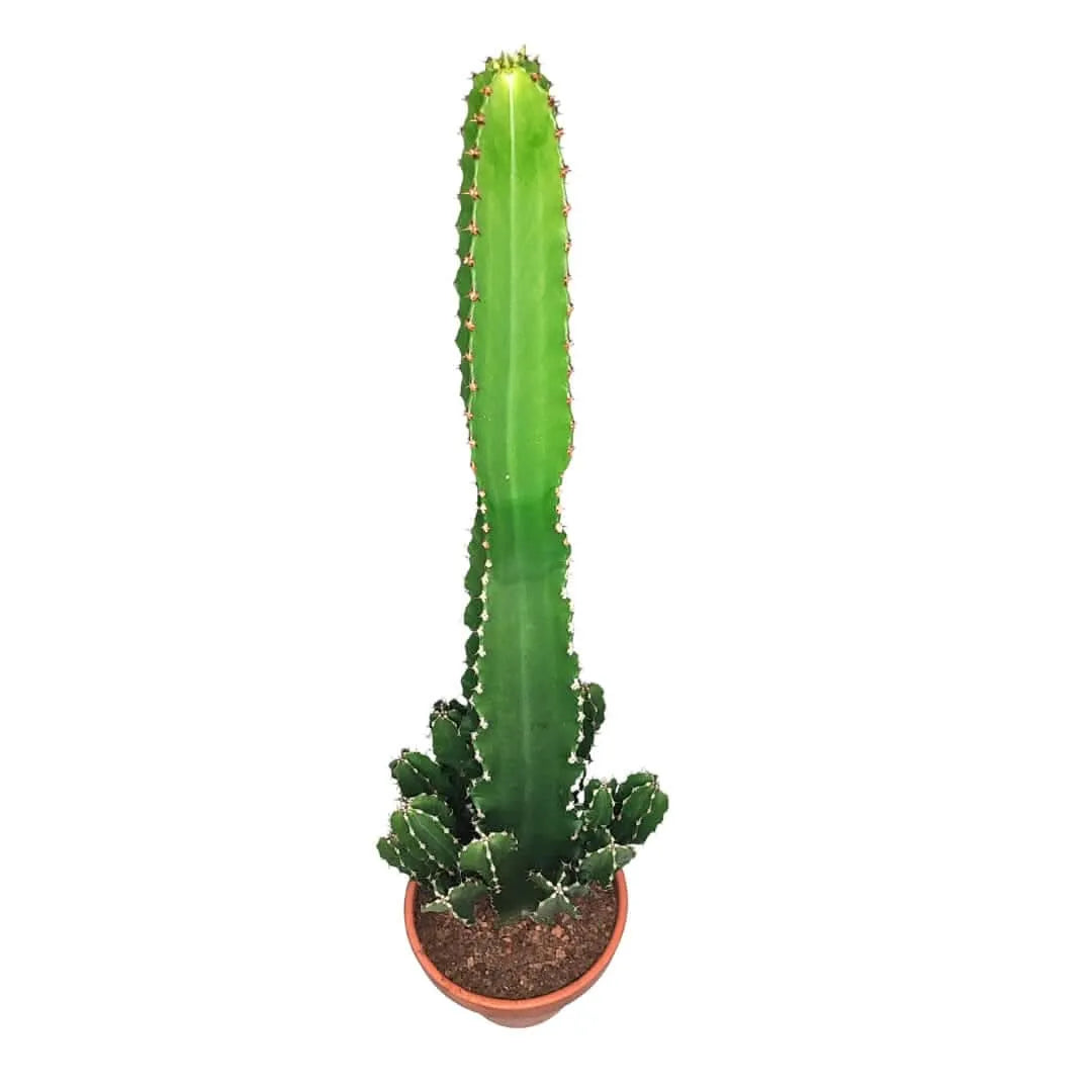 Euphorbia ingens altezza pianta 80 cm