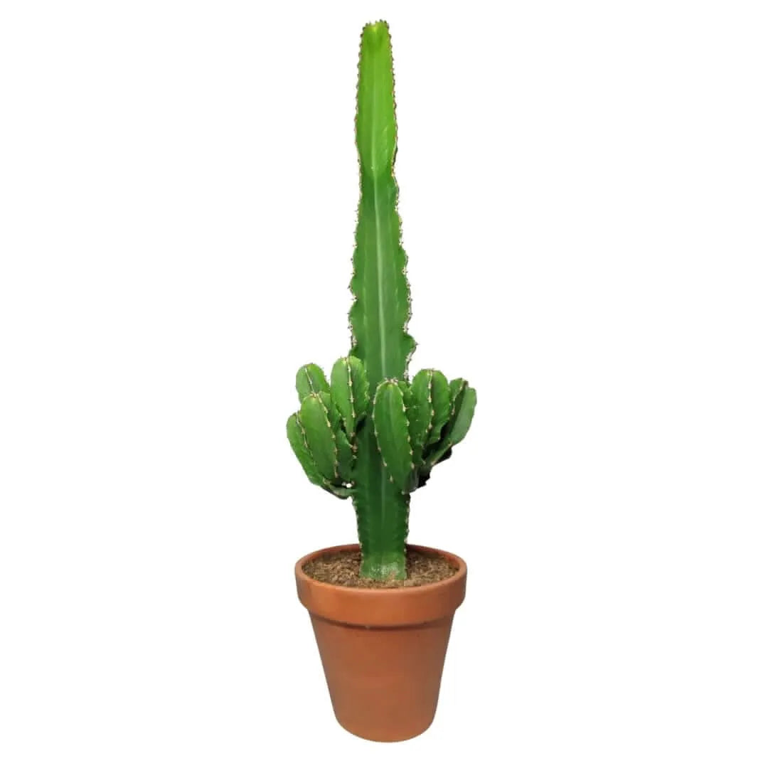 Euphorbia ingens altezza pianta 80 cm