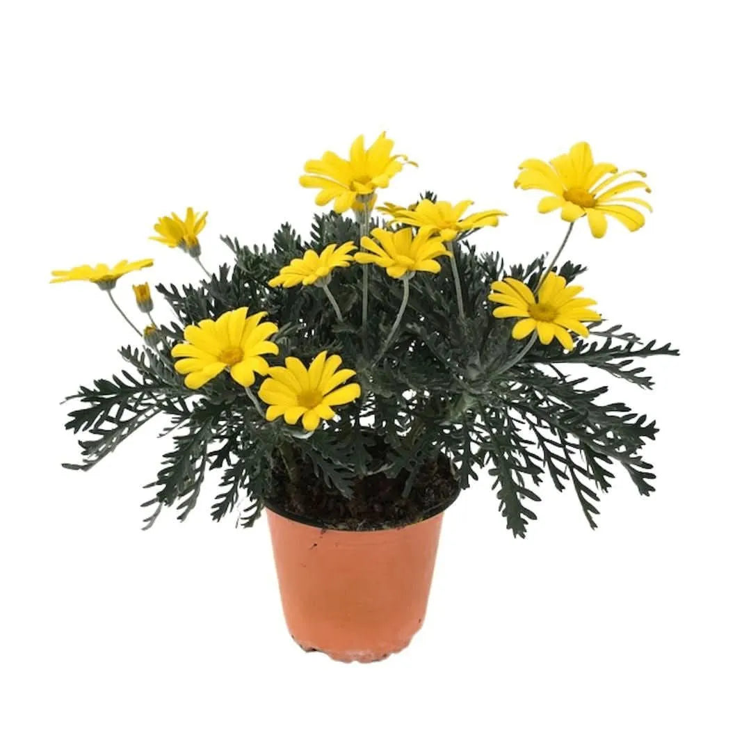 Set piante di Euryops D. 14 cm H. 30 cm