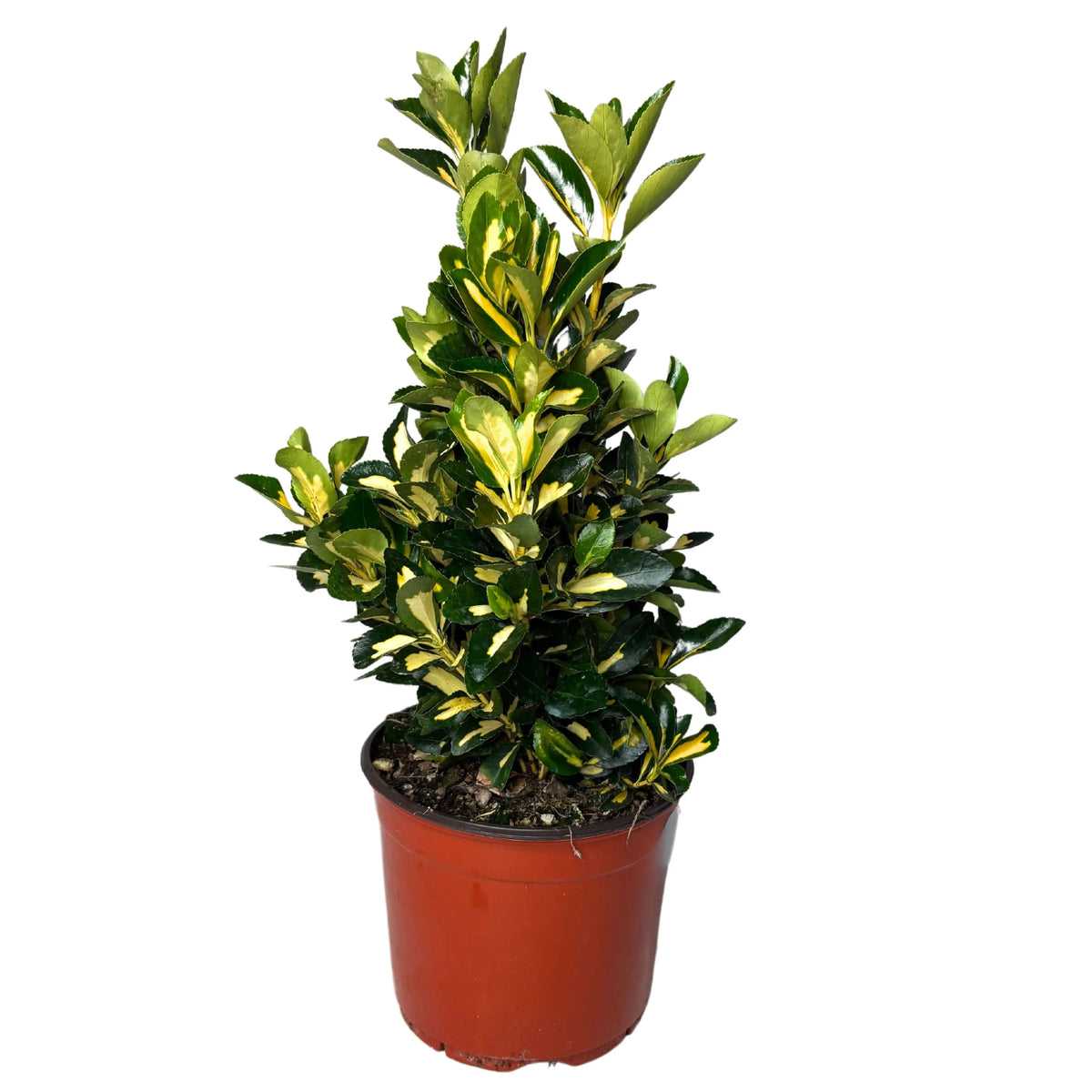 Evonimo Euonymus Livornese