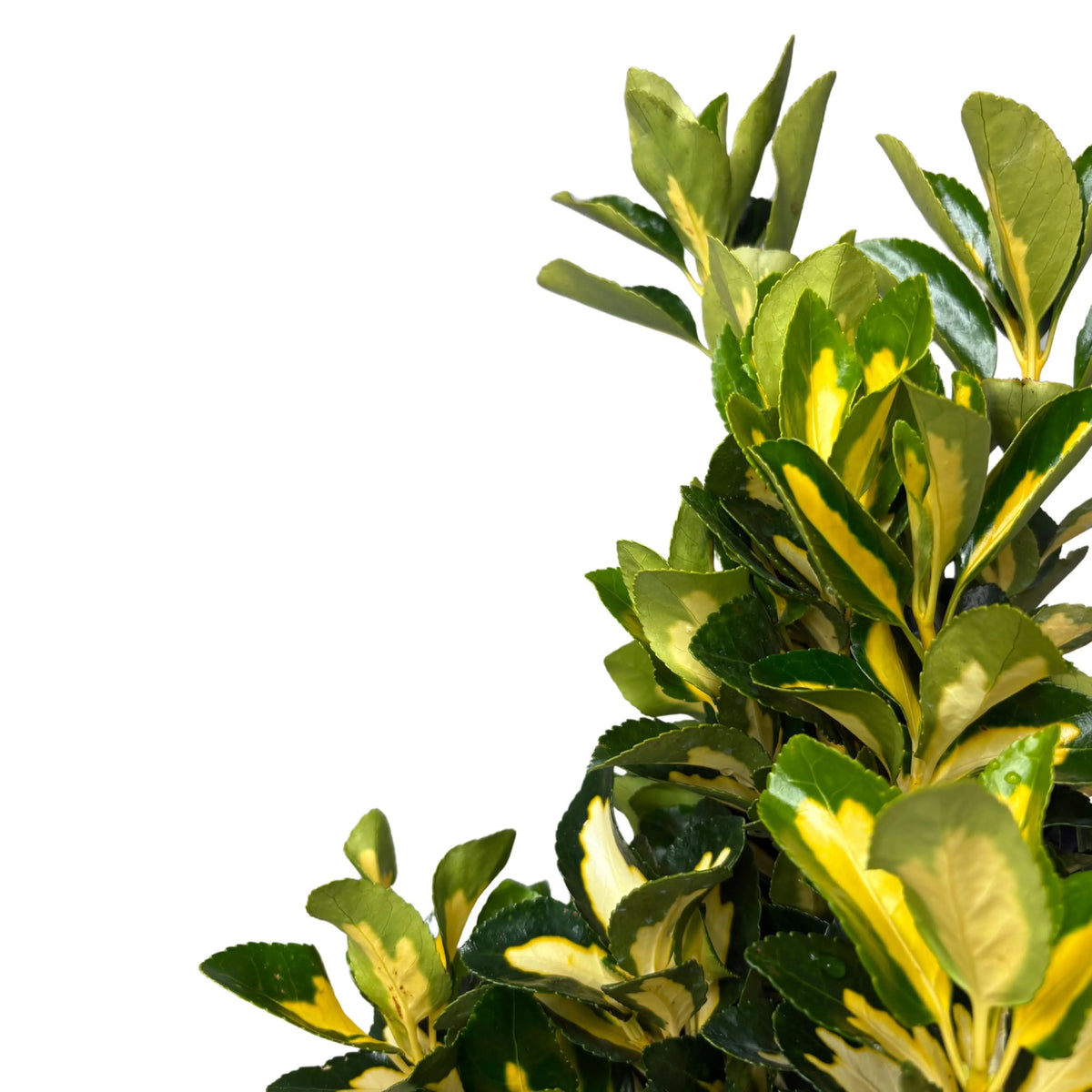 Evonimo Euonymus Livornese