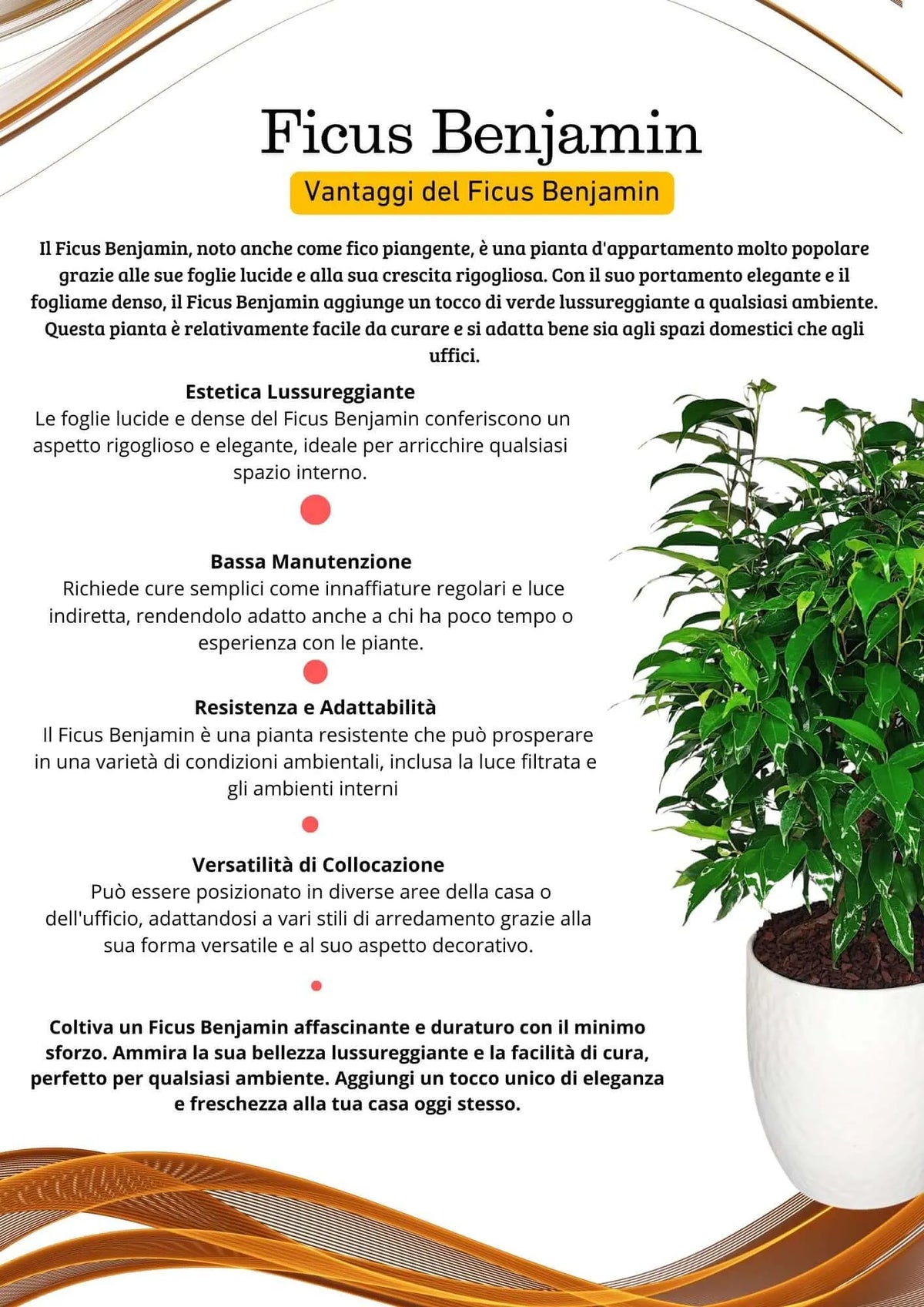Ficus Benjamin D.19