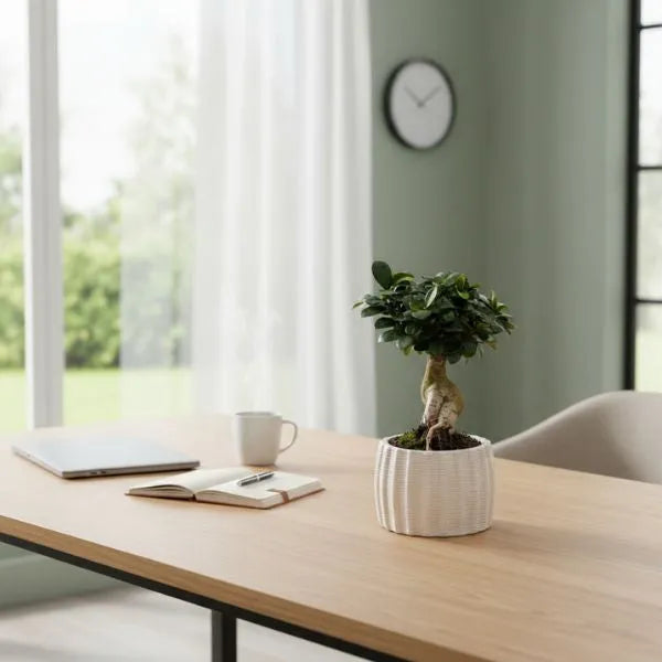 Bonsai ficus ginseng in vaso di ceramica artigianale Dioniso D.13
