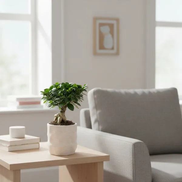 Bonsai ficus ginseng in vaso di ceramica artigianale Ermes D.11