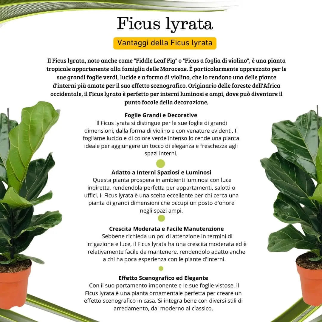 Ficus Lyrata 90 cm