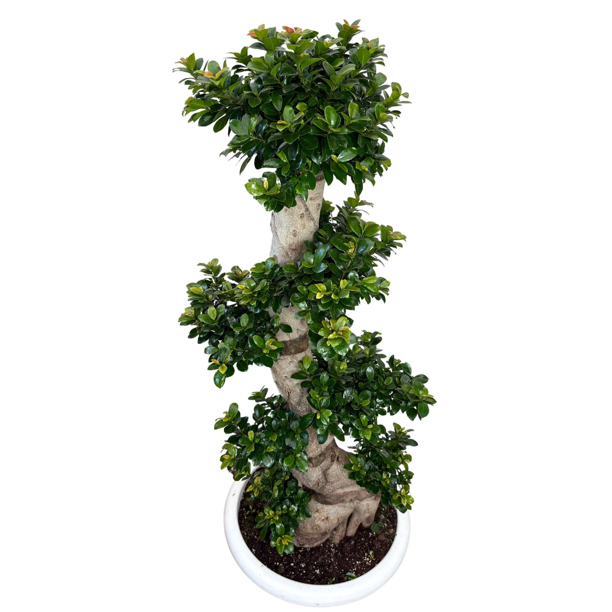 Ficus Microcarpa S Shape D. 50 H. 160