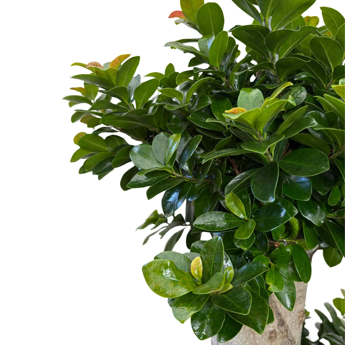 Ficus Microcarpa S Shape D. 50 H. 160