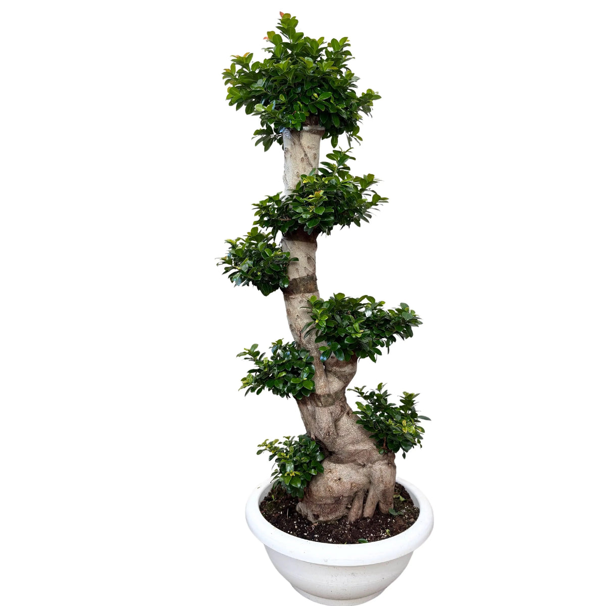 Ficus Microcarpa S Shape D. 50 H. 160