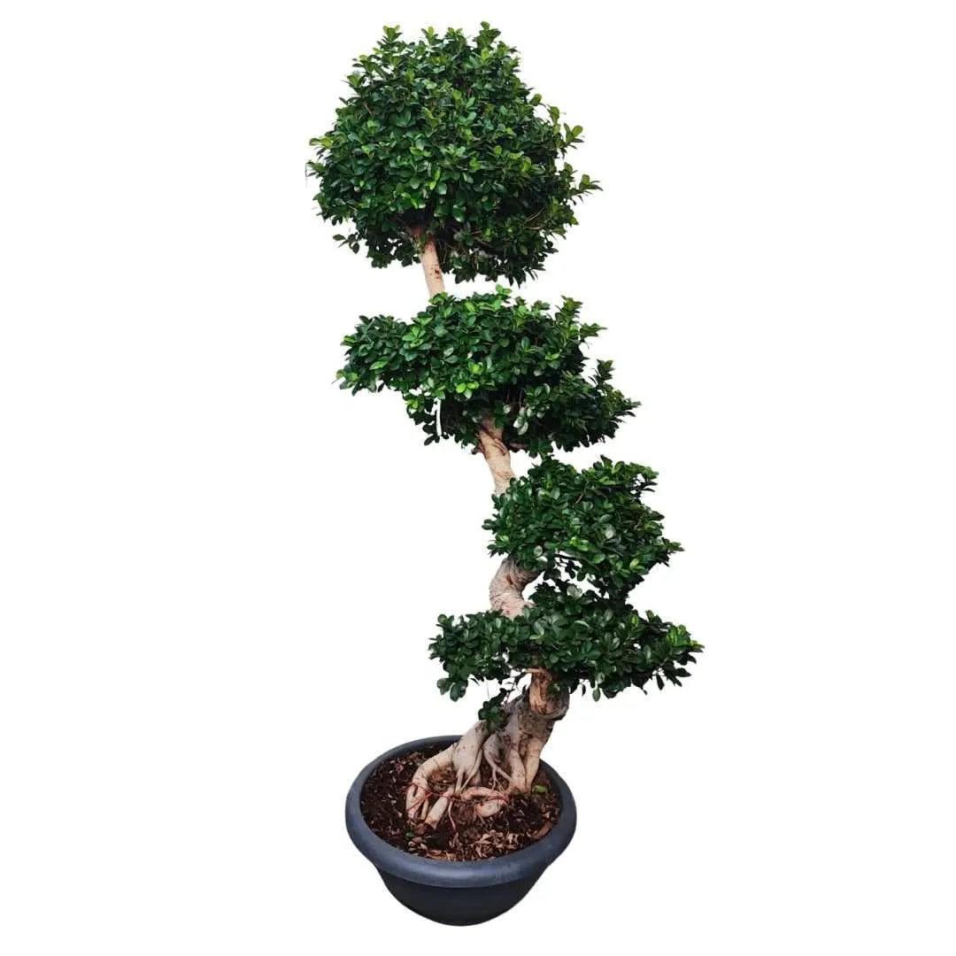 Ficus Microcarpa S-Shpe D.60 H. 210