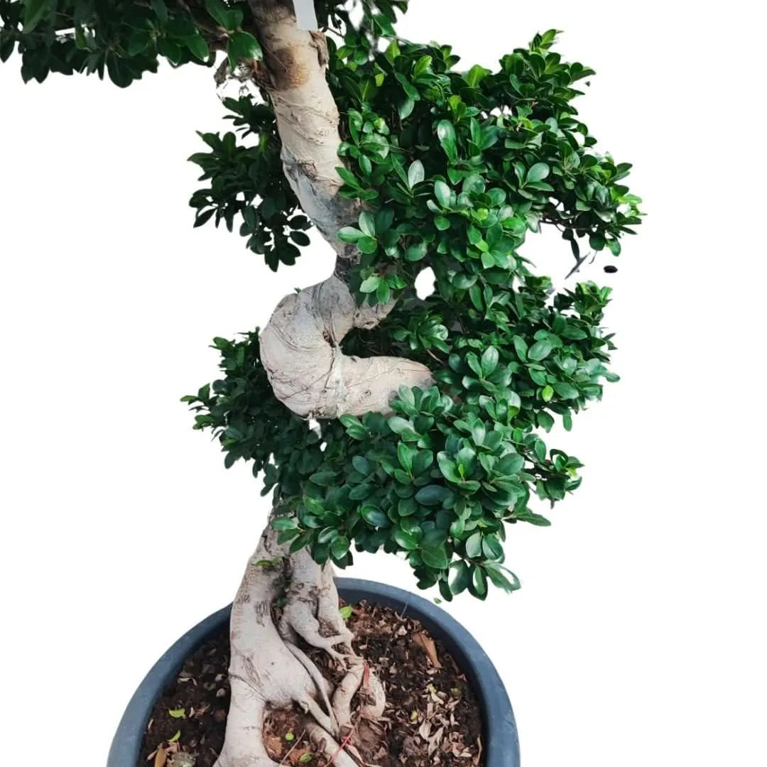 Ficus Microcarpa S-Shpe D.60 H. 210