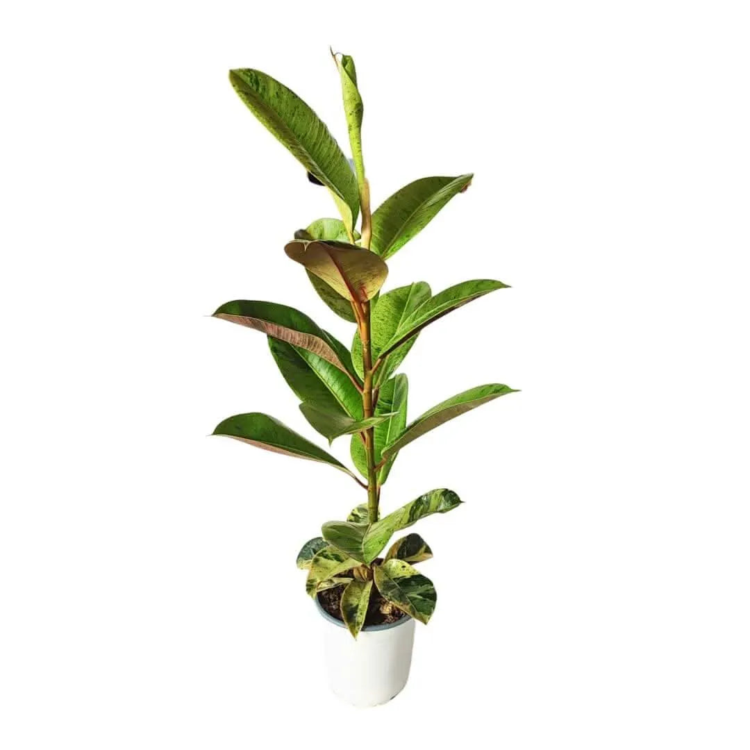 Ficus moraceae