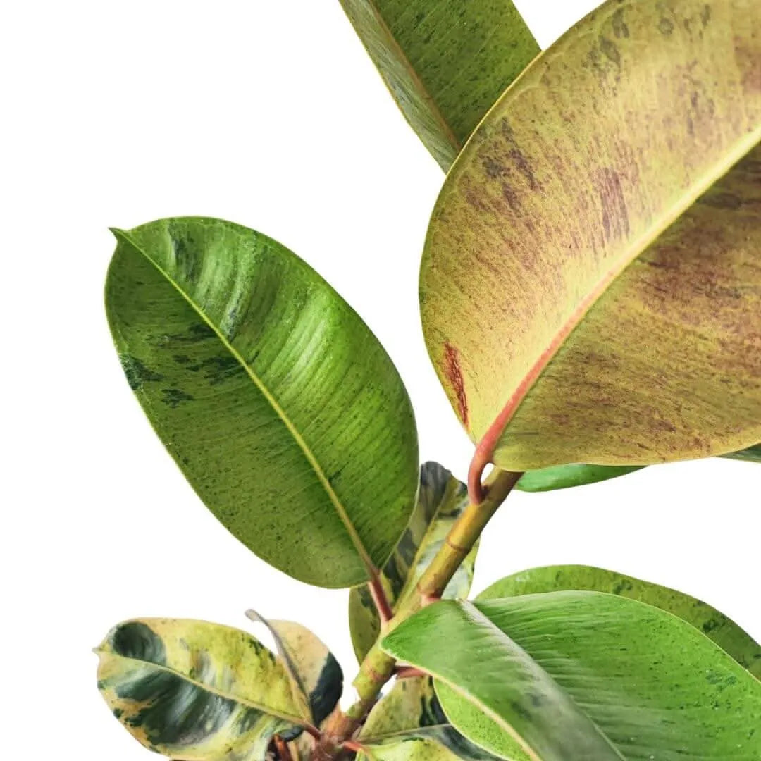 Ficus moraceae