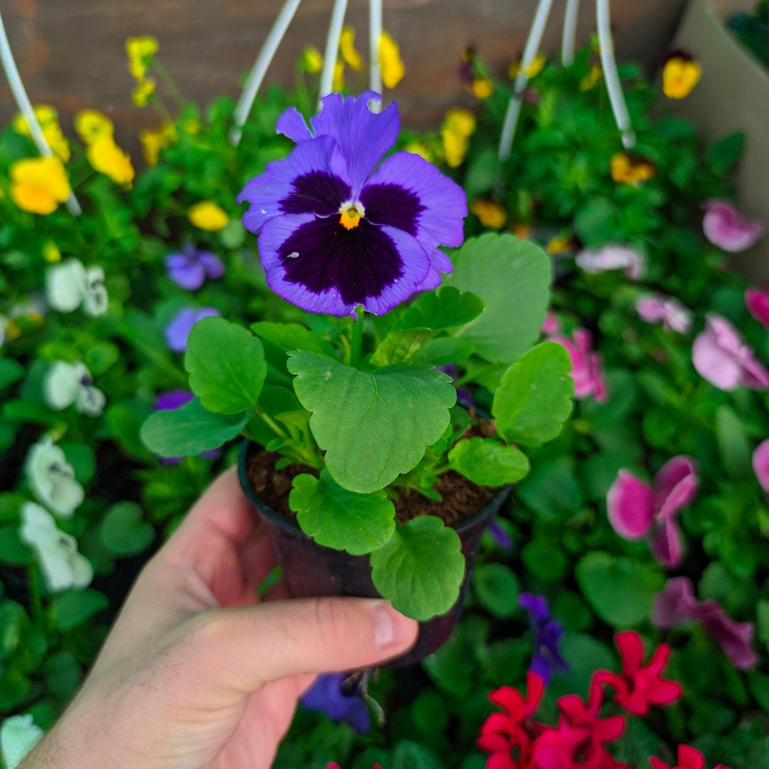 Fiore Viola del Pensiero - vaso 10 cm