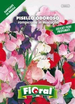 Floral Pisello Odoroso rampicante in miscuglio - Da Vaso Per Balconi